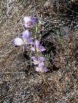 mariposa lily