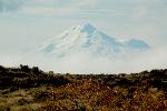 Shasta