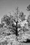 juniper