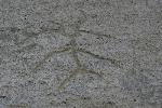 petroglyph