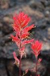 paintbrush