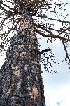 charred Pondo