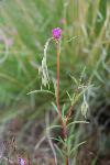 clarkia