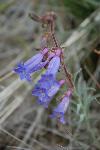 penstemon