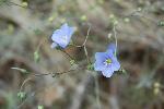 blue flax