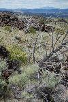 devils homestead