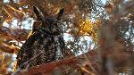 owl