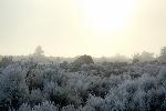 frosty desert