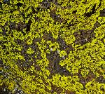 lichens