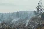 Valentine Burn: Charred Understory