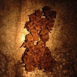 Townsend's Big-eared Bats hibernate in Lava Beds' Caves