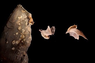 Western Small-footed Bat