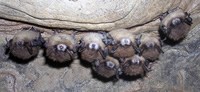 A cluster of eight bats infected with white-nose syndrome hang from the ceiling