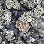Lichens on lava