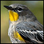 A male yellow-rumped warbler