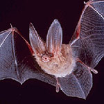 Townsend's Big-Eared Bat