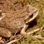 Pacific Tree Frog