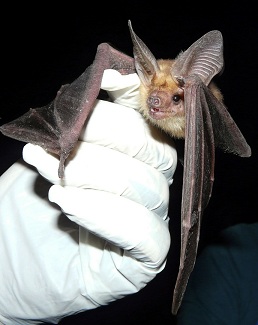 Pallid Bat credit Zach Kaiser 