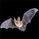 Townsends big-eared bat