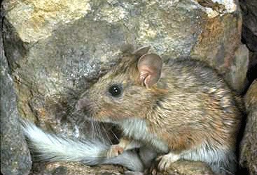 Bushy-Tailed woodrat - web