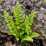Fern and lava