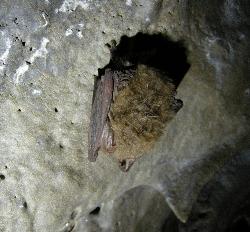 Townsend Bat hibernating at LABE by Shawn Thomas
