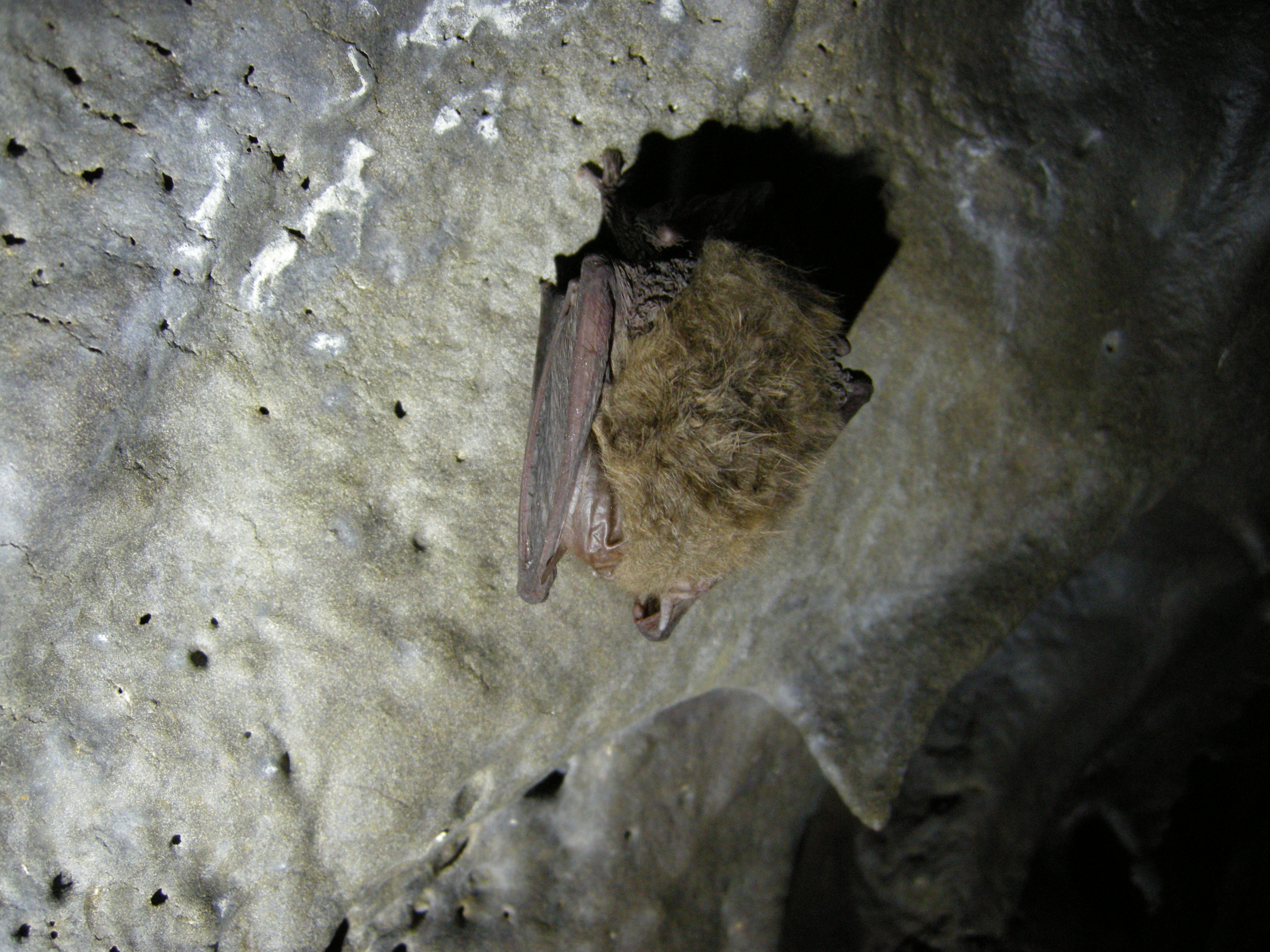 Townsend bat hibernating in LABE cave.