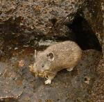 pika