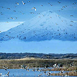 Ducks in flight over the Lower Klamath Wildlife Refuge, with Mt. Shasta in the background