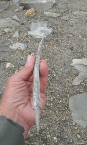 closeup of a hand holding a bone shaft
