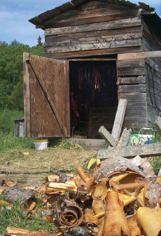 A fish smoke house with birch bark littering the foreground.