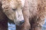A grizzly (brown) bear.