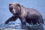 Grizzly Bear in Water