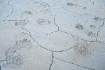 Bear and Wolf Tracks