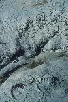 Bear Tracks