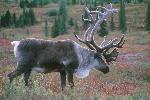 Bull Caribou