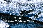 Caribou Herd
