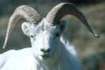 Dall Ram