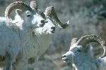 Dall Rams