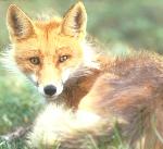 Red Fox