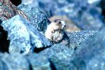 Marmot