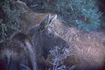 Moose Calf