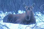 Moose in Winter