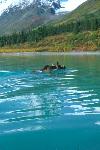 Moose Swimming
