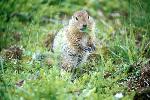 Arctic Ground Squirrel