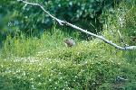 Arctic Ground Squirrel and Flowers
