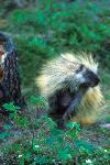 Porcupine