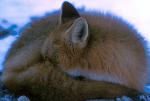 Sleeping Fox