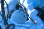 Snowshoe Hare