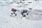 Wolf Tracks